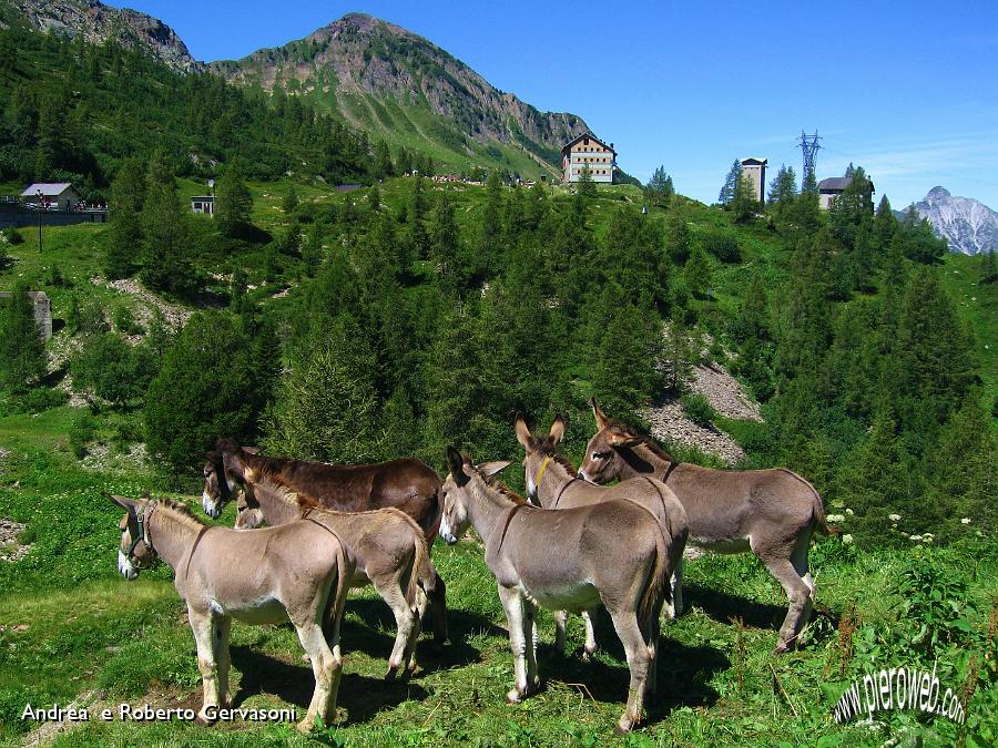 12 Team di asini, sullo sfondo il rifugio dei laghi Gemelli.JPG - 12 Team di asini, sullo sfondo il rifugio dei Laghi Gemelli